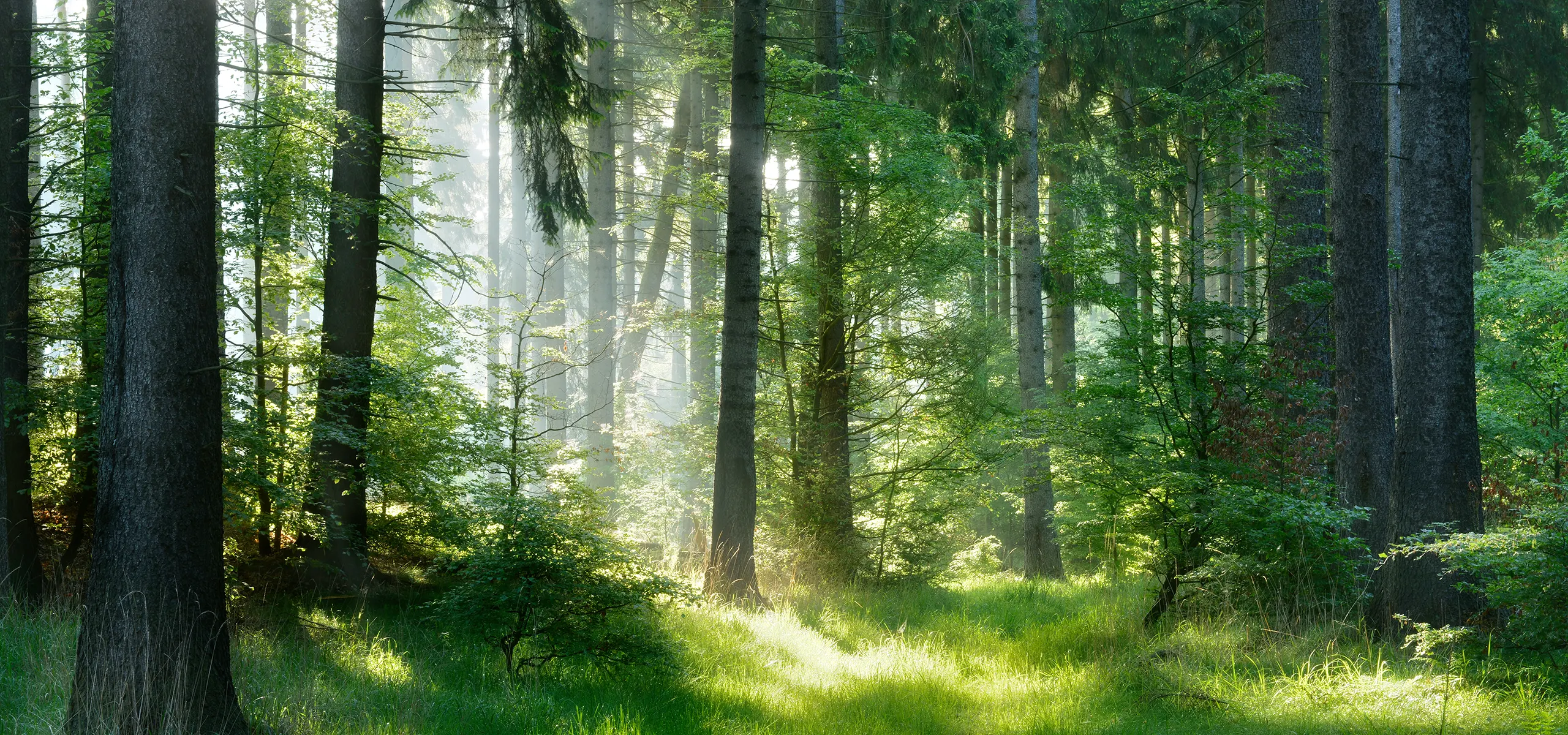 Sustainability